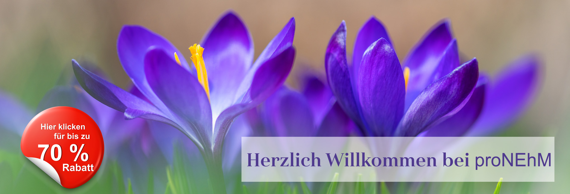 Herzlich Willkommen 2 - Krokusse + 70 %